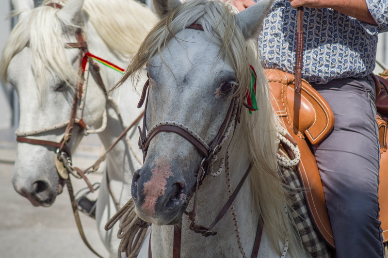 gardians, animal, camargue, focus on foreground, 5K, bridle, day, real people, horse, close-up, horseback riding, mammal, one animal, animal themes, domestic animals