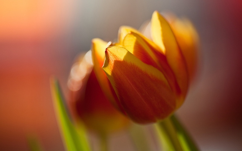 inflorescence, 1080P, indoors, closeup, flowers, tulip, flower, vulnerability, studio shot, petal, freshness, focus on foreground, beauty in nature, fragility