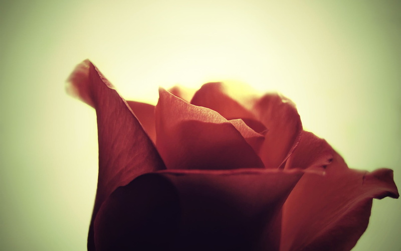 love, flowers, vulnerability, blossom, studio shot, inflorescence, close-up, backgrounds, single Flower, flower Head, nature, beauty In Nature, plant, fragility