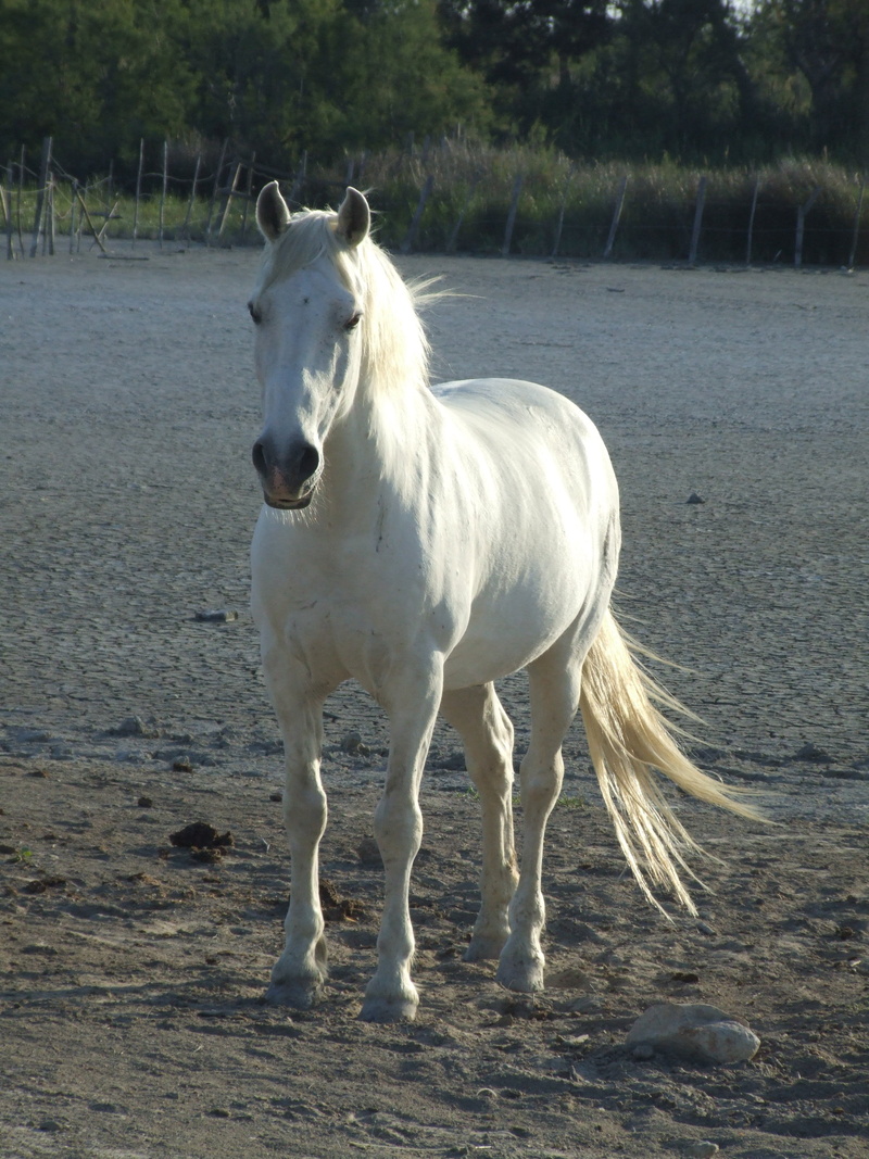 camargue, mammal, vertebrate, animal themes, no people, one animal, land, horse, field, outdoors, sunlight, domestic animals, domestic, livestock, animal wildlife