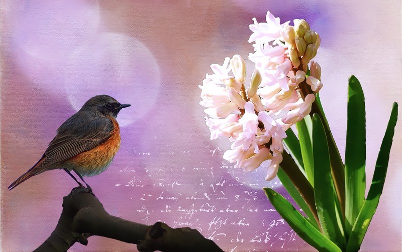 hyacinth, cherry blossom, digital painting, 2K, common redstart, flower arrangement, plant, nature, flower, orange, spring, pink color, vertebrate, white