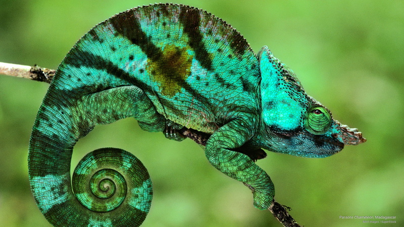 madagascar, chameleon, Animals, 2K, parsons
