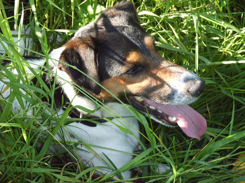 best, terrier, grass, parson russel, m, well, animals, dogs, 2K, beautiful