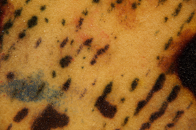 scrapbook, backgrounds, structure, sponge, 4K, large group of animals, farbkleckse, mammal, brown, ant, animal themes, colorful, texture, animal markings