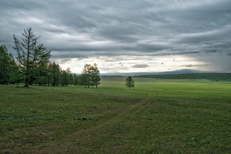 beauty in nature, Tiger, sky, plant, scenics - nature, tranquility, land, rural scene, tree, day, cloudy, scenics, grass, fax the northwest part, field