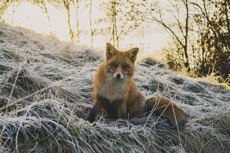 no people, grass, looking at camera, one animal, weeds, outdoors, fox, wild animal, animal wildlife, curiou, animal, nature, mammal, dried, photography