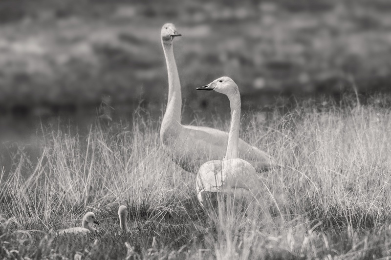 video high chou, animal, animal themes, bird, fax the lake, profile view, animal neck, one animal, animals in the wild, family, field, no people, side view