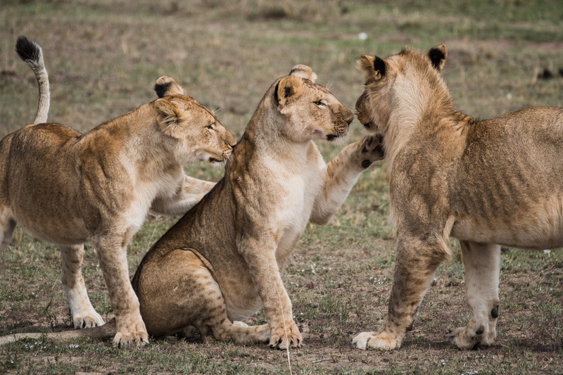 carnivore, wildlife, female animal, mammal, no people, africa, animal wildlife, lionesses, lioness, two animals, young animal, grass, field, outdoors, safari