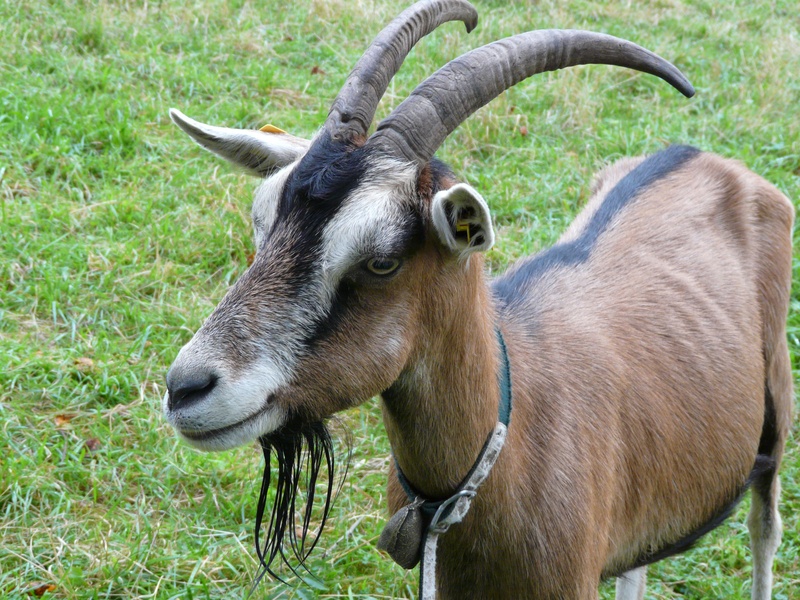 pets, domestic goat, 2K, capra aegagrus hircus, grass, domestic animals, animal head, mammal, one animal, horizontal stripes, livestock, outdoors, aalstrich