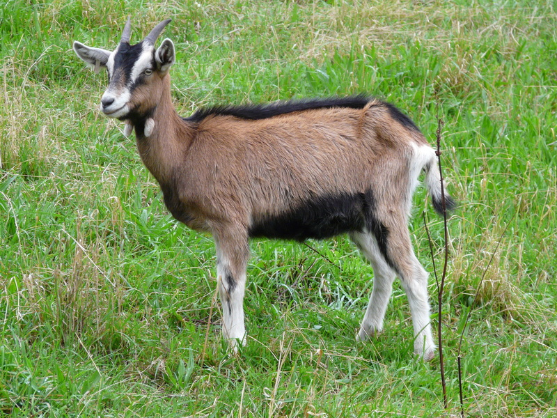 striped, horns, day, animal themes, nature, livestock, mammal, animal, domestic goat, vertebrate, animal wildlife, one animal, land, domestic animals, grass