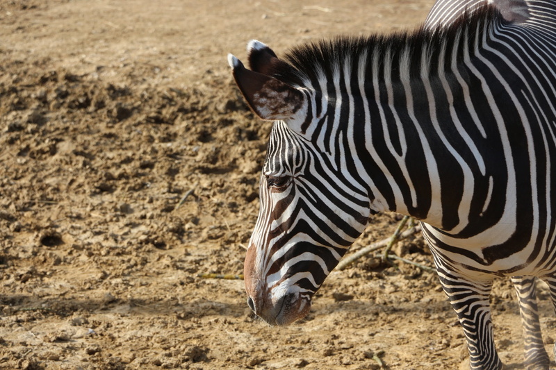 nature, wildlife Reserve, east Africa, herbivorous, striped, stripes, animals In The Wild, animal wildlife, animal markings, side view, savannah, animals