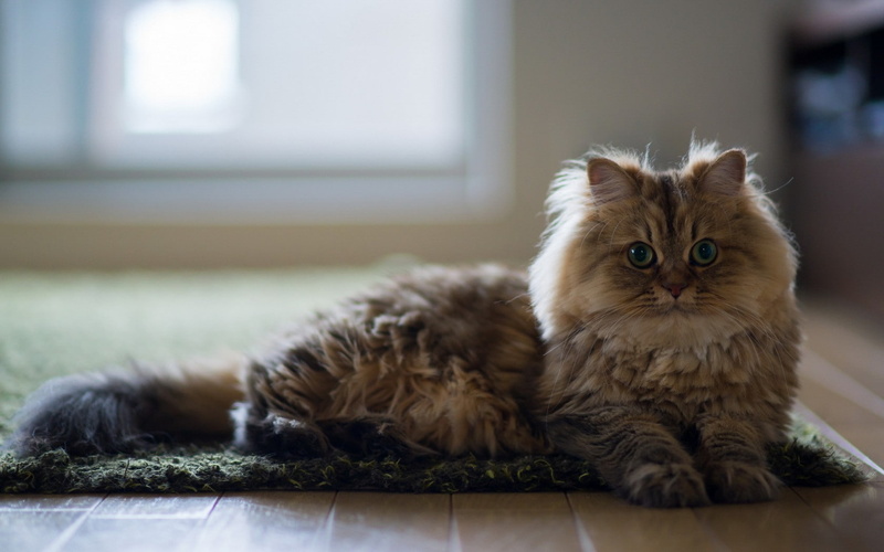 animals, portrait, animal, relaxation, lying down, maine coon cat, domestic, animal eye, whisker, domestic cat, mammal, animal themes, flooring, carpets