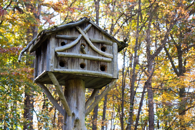 forst, tree trunk, housing, community, plant, habitat, garden, low angle view, birdhouse, homemade, house, forest, bird, autumn, change, plant part, ornitology