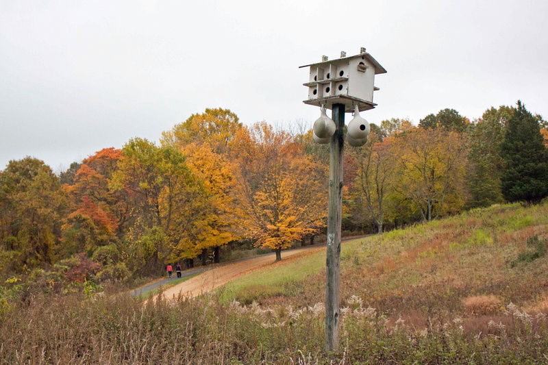 house, shelter, garden, field, land, nature, beauty in nature, plant, housing, home, forest, forst, autumn, trunk, no people, change, ornitology, birdhouse
