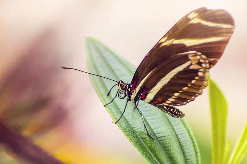 animal Wing, summer, butterfly, beauty In Nature, no people, animal wildlife, invertebrate, animal themes, plant part, fragility, vulnerability, insect