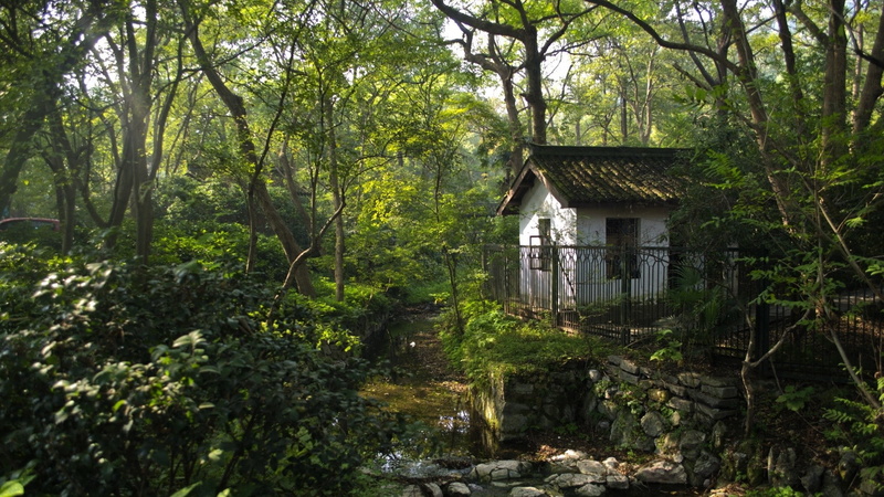 architecture, tree, plant, plants, branch, landscape, trees, water, tranquility, tree trunk, building exterior, nature, outdoors, growth, rocks, built structure