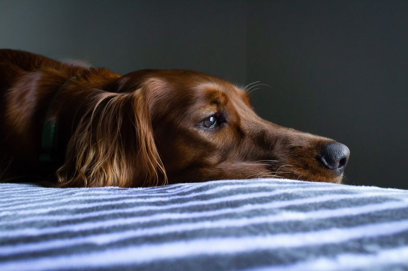 no people, brown, indoors, striped, texture, portrait, lying, 5K, decor, tired, pets, blanket, relaxation, domestic, lying down, animal themes, coat, interior design