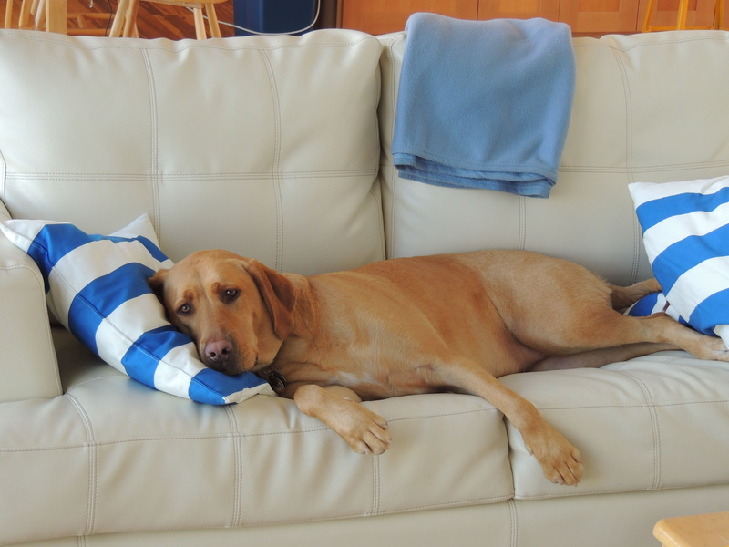 relaxation, sofa, sleeping, lying down, retriever, dreams, dog, sleep, funny, resting, furniture, animal, dog on coach, puppy, pets, animal themes, coach