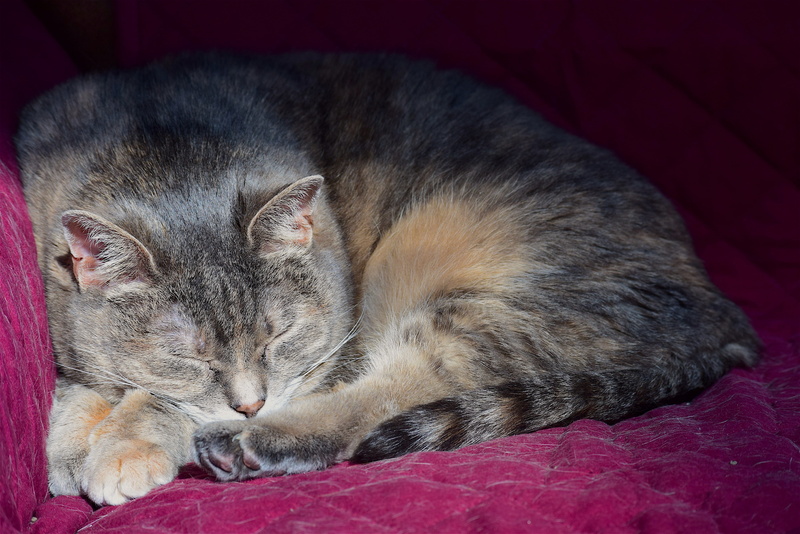 cozy, color, peaceful, animal themes, no people, rest, indoors, sleeping cat, pets, furry, eyes closed, sleeping, Pet, whisker, Animal, mammal, fur, close-up