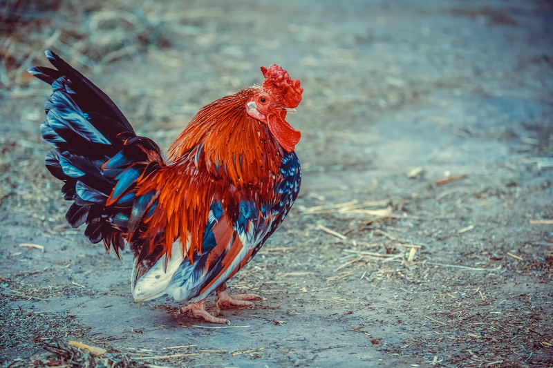 focus on foreground, rooster, animal themes, pets, male, nature, bird, animal, poultry, agriculture, feather, one animal, farm, male animal, cattle, domestic animals