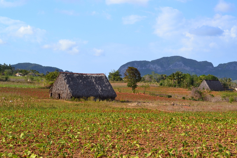 hut, environment, house, caribbean, plant, grass, land, day, sky, tobacco, tranquil scene, tranquility, farm, 4K, Viñales Valley, no people, mountain