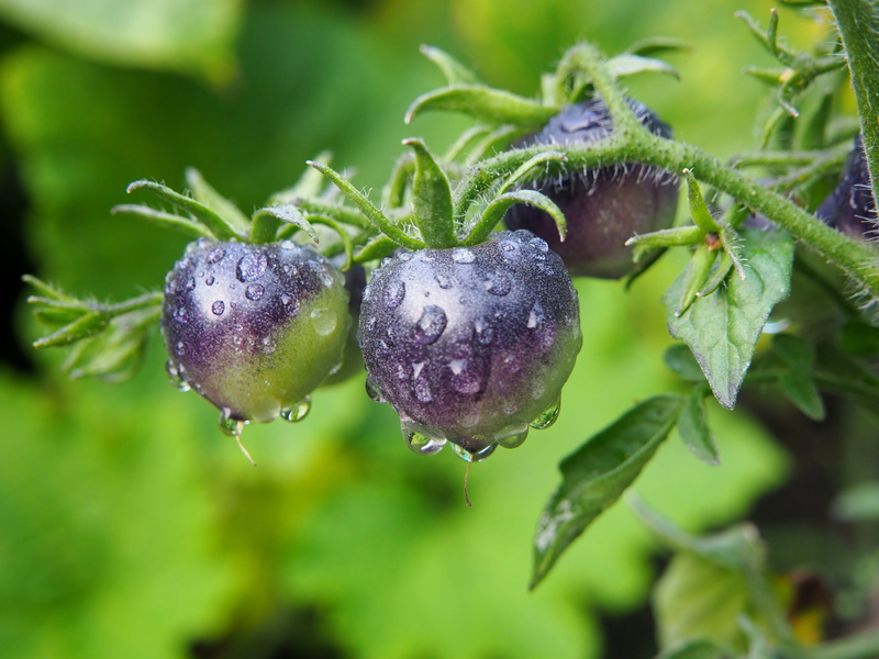purple, freshness, bio, wet, rain, kitchen, ripe, healthy, delicious, drip, plant, tomato, black, no people, fresh, natural, plant part, nature, eat, green color