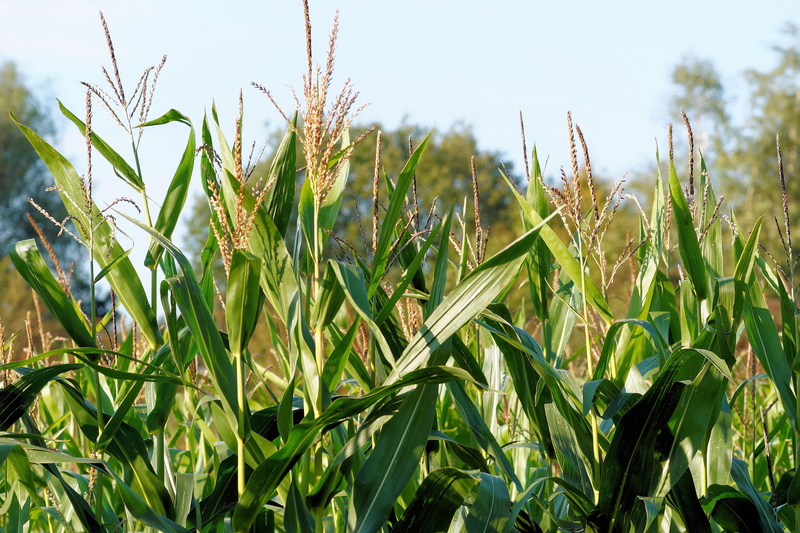 Fodder, land, landscape, growth, wheat, fodder maize, farm, fodder plant, nature, no people, green, corn - Crop, outdoors, 5K, beauty in nature, green Color