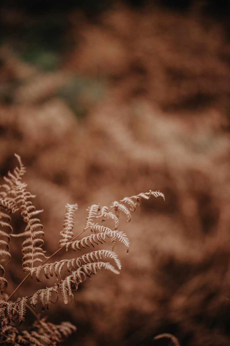 field, photography, fall, sephia, dry, cold temperature, nature, forest, growth, selective focus, no people, fragility, vulnerability, tranquility, plant