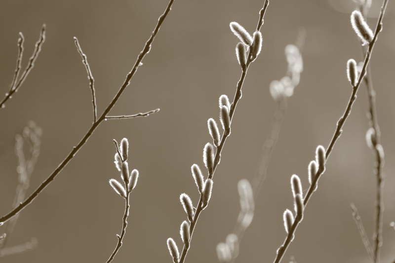 tree, plant stem, sunlight, day, 5K, bud, spring awakening, pussy willow, outdoors, fragility, growth, no people, sephia, beauty in nature, tranquility