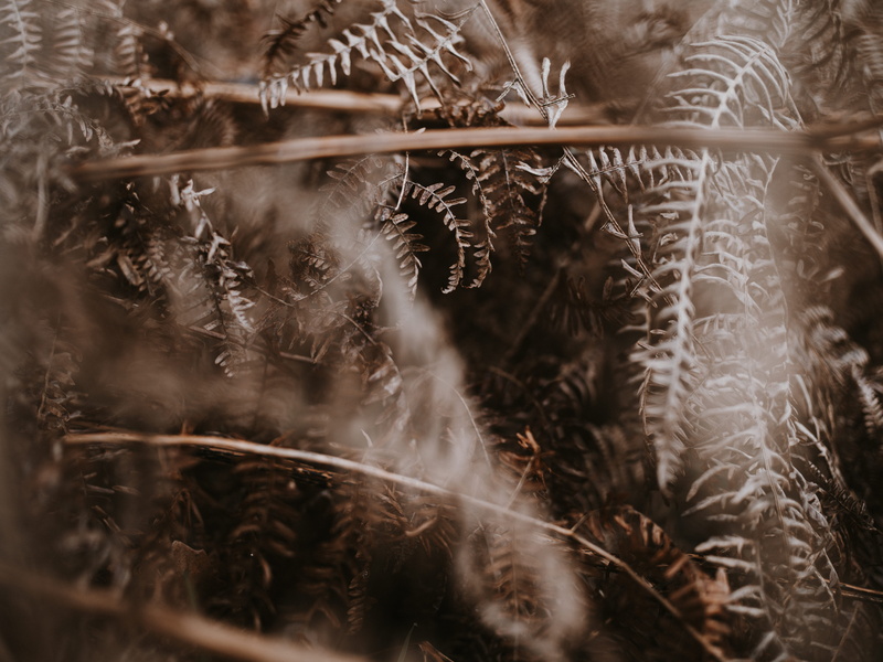 ice, close-up, fir, full frame, field, nature, clothing, animal, fractal, cardinal, tranquility, security, photography, selective focus, overcoat, land