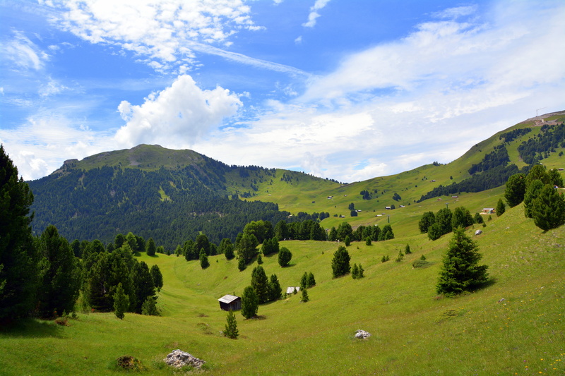mountain range, pine tree, prato, landscape, green, tranquil scene, scenics - nature, outdoors, tranquility, green color, nature, woodland, colle, 5K