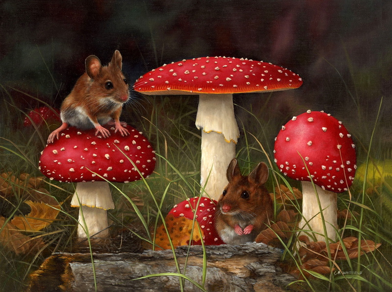 fungus, animal, tree, plant, mushrooms, animal themes, forest, art, grass, 1080P, red, rodent, food and drink, vegetable, domestic, land, pets, CARL ANDREW WHITFIELD