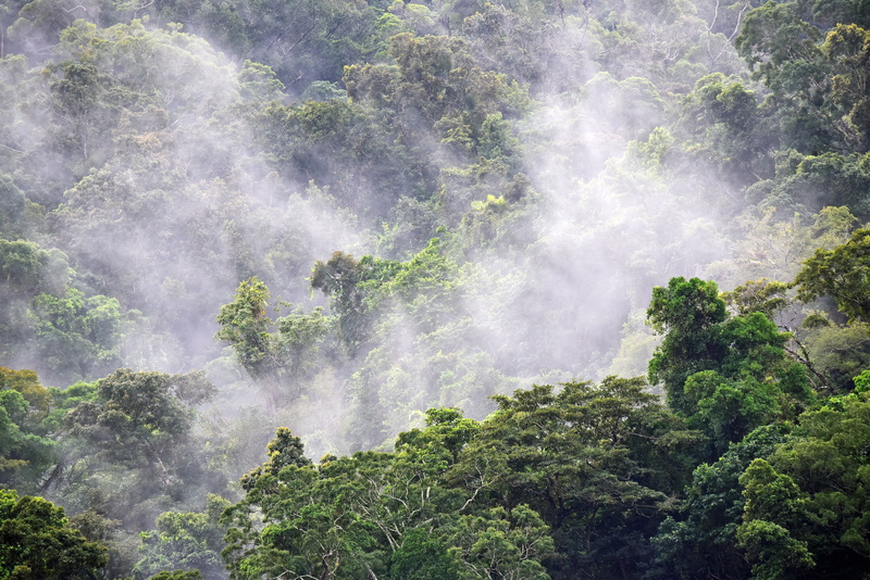 australian forest, david clode, water, waterfall, mount whitfield environmental park cairns, no people, forest, foggy forest, green color, motion, rainforest