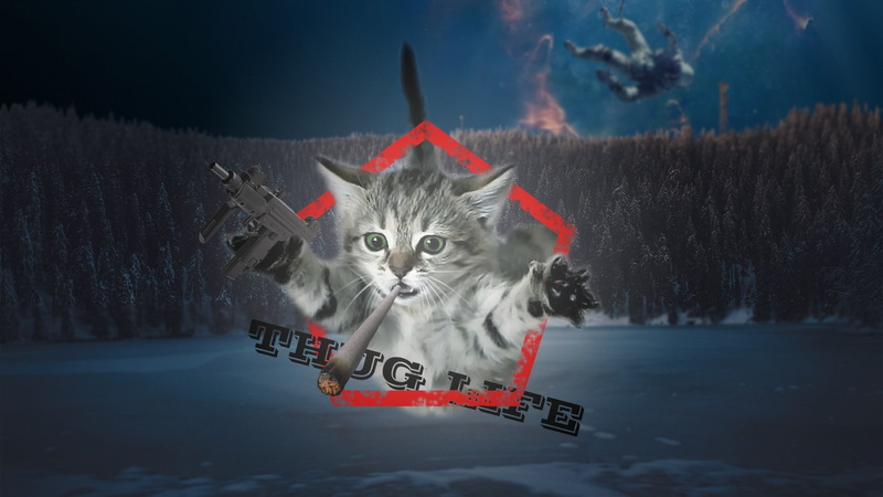 1080P, domestic animals, vertebrate, one animal, nature, cat, feline, portrait, animal, Thug life, Ps, red, mammal, digital composite, lake, cold temperature