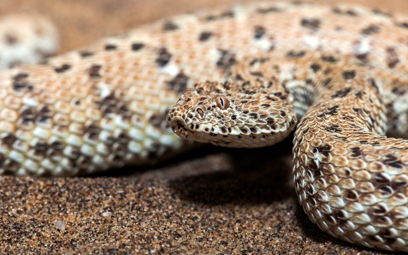 rattlesnake, animal eye, lizard, black, wildlife, danger, macro, animal scale, animal markings, studio Shot, poisonous, animal head, 720P, background