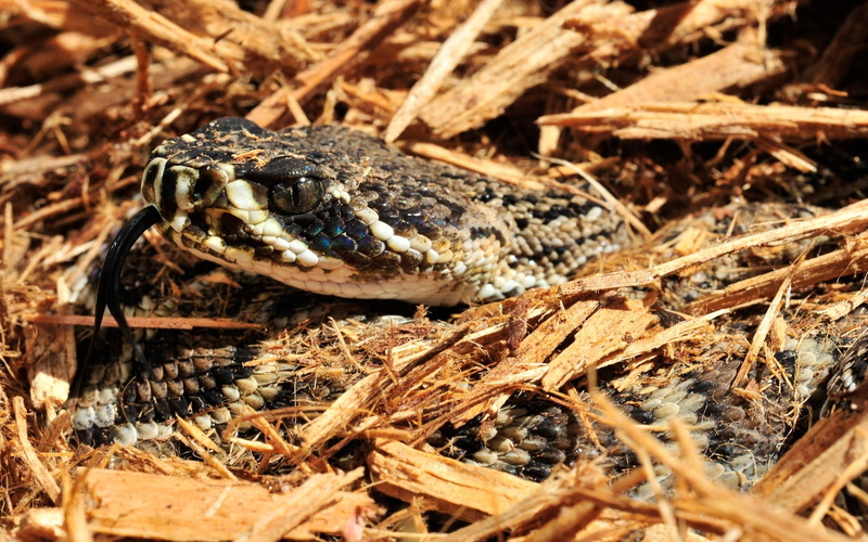 animal wildlife, reptile, animal, nature, reptiles, no people, camouflage, animal themes, vertebrate, animal body part, animals, snake, outdoors, animal head