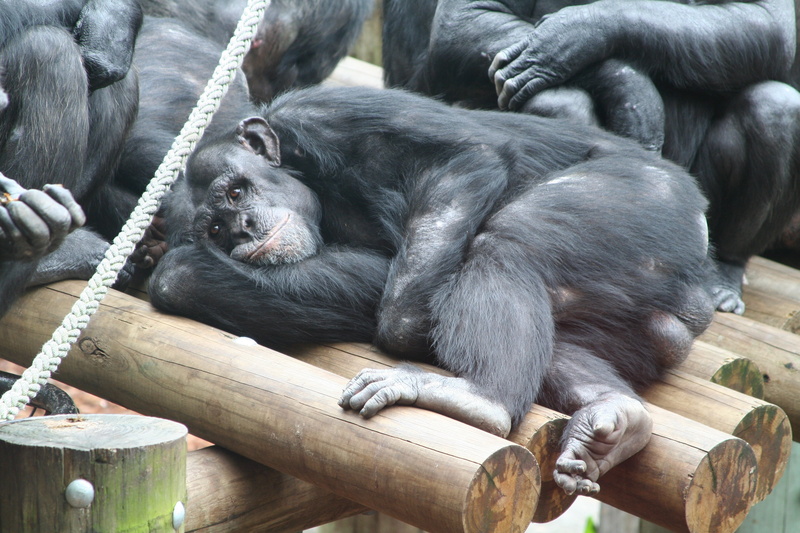 rest, cozy, black color, primate, animal world, lazy, chill out, mammal, animal wildlife, relax, vertebrate, chimpanzee, no matter, one animal, group, sleeping