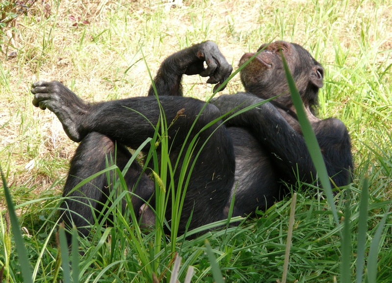 animals in the wild, grass, mammal, animal themes, land, nature, animal wildlife, green color, day, zoo, wildlife, chimpanzee, ape, two animals, primate