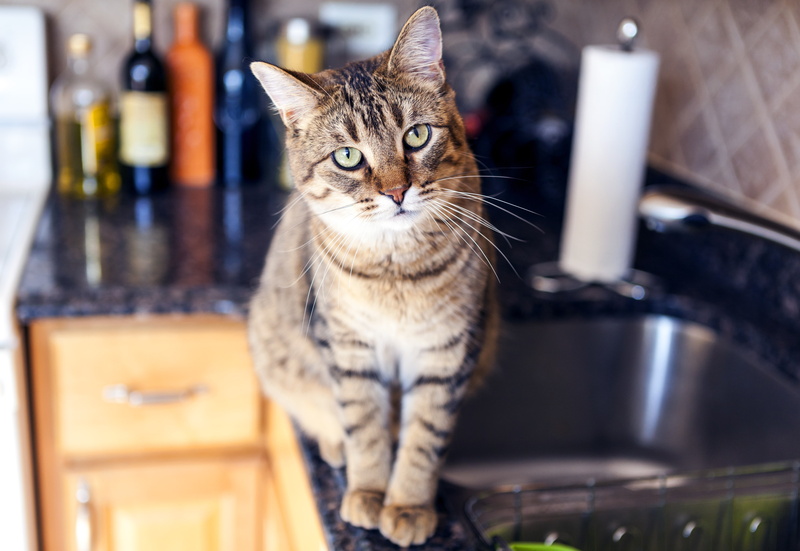 penetrating gaze, kitchen, 5K, cat