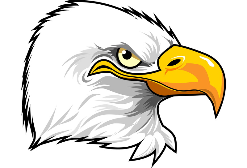 beak, 2K, penetrating gaze, eagle, feathers