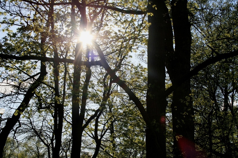forest, day, no people, sky, sunlight, beauty in nature, tree trunk, tree canopy, growth, sun, 1080P, trunk, radiating, green, woodland, trees, sunbeam