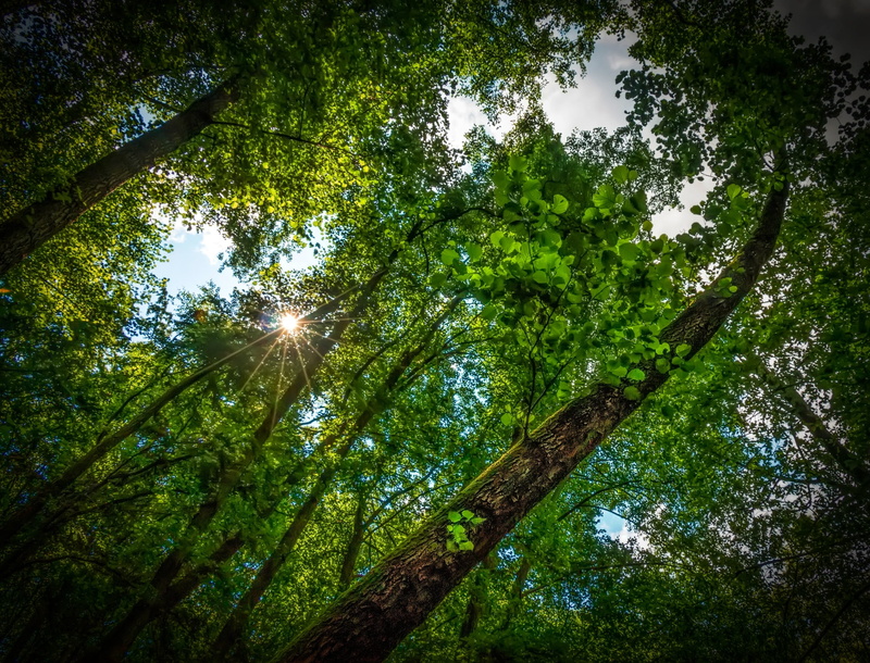 slovakia, mountain, plant, on the tree, trunk, directly below, sunlight, light, adherent, foliage, tree, tranquil scene, lučenec, sun, tree trunk, no people