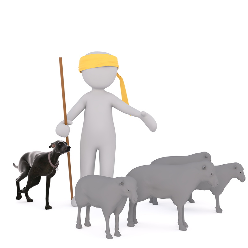 drive, full body, livestock, 3d model, isolated, schäfer, domestic, people, one person, sleeper, indoors, white male, childhood, domestic animals, person