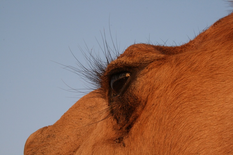 desert, animal head, close-up, animal, brown, animal body part, dusk, insight, animal themes, pets, 2K, sky, one animal, profile view, dromedary, camel