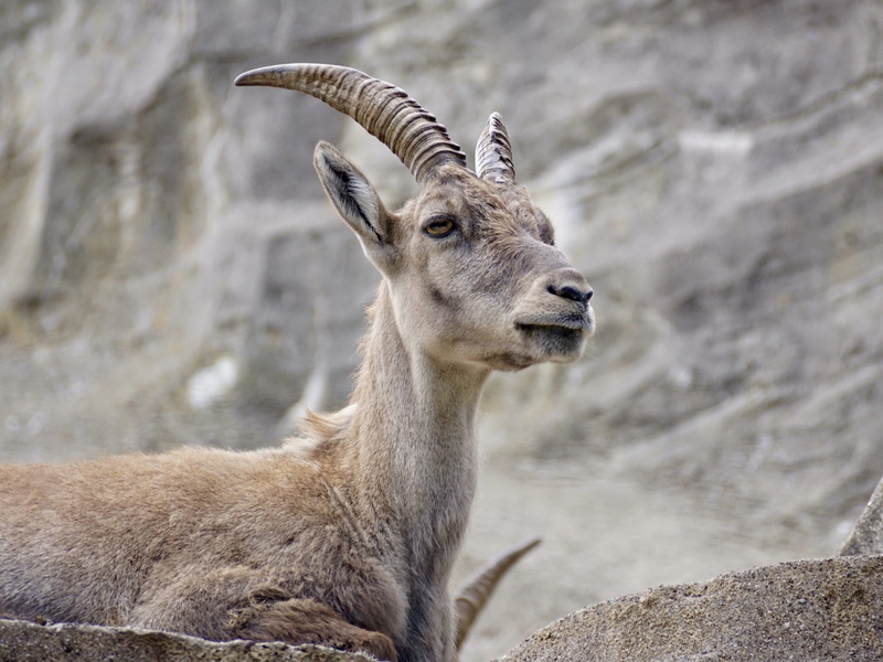 alpine, domestic animals, Alpine, rock - object, mountain animals, no people, alpine ibex, brown, ibex, goat-like, nature, Ungulate, animals in the wild