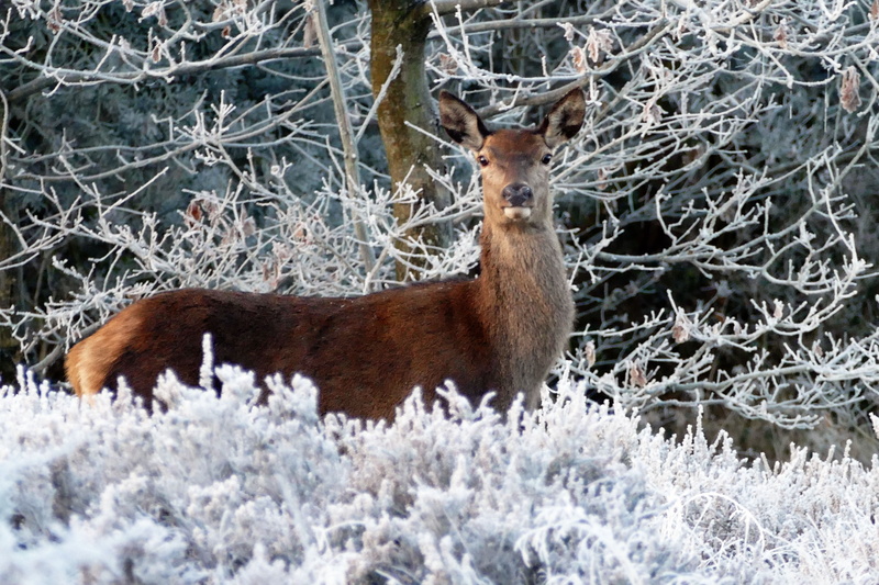 xmas, reindeer, red, snow, land, wild, plant, no people, animals in the wild, animal themes, day, festive, winter, december, animal wildlife, herbivorous