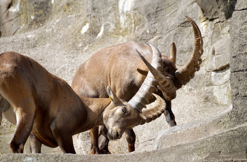aggression, Ibex, Horned, zoo, alpine animals, climb, day, Nature, animal themes, rock, rival, solid, statue, animals In The Wild, no people, mountains
