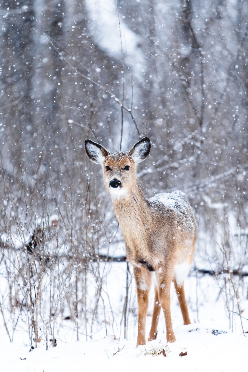 winter, outdoors, looking at camera, snowfield, reindeer, forest, cold temperature, plants, nature, portrait, tree, no people, trees, deer, animal wildlife