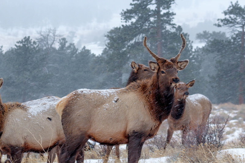 outdoors, cold, winter, daytime, land, farm, near, four, closeup, plant, cold temperature, animals in the wild, brown, animal themes, rural Scene, grass