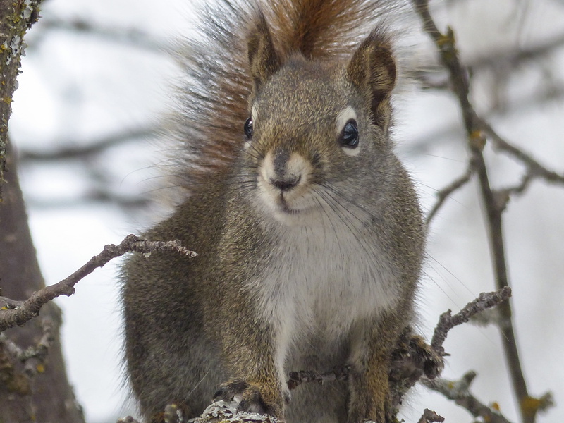 snow, day, eating, color Image, Animal, mammal, animal themes, portrait, spring, animal wildlife, outside, winter, daytime, cold temperature, cute, attention